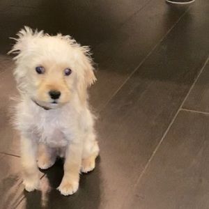 Meet your Posher, Josie